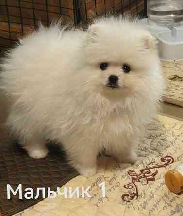 Мишки Донецк