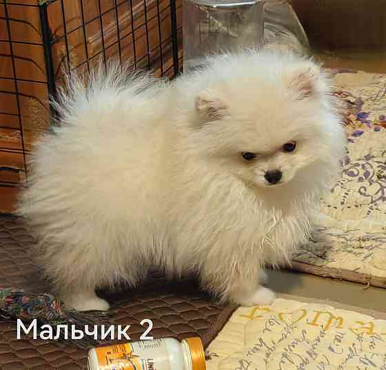 Мишки Донецк