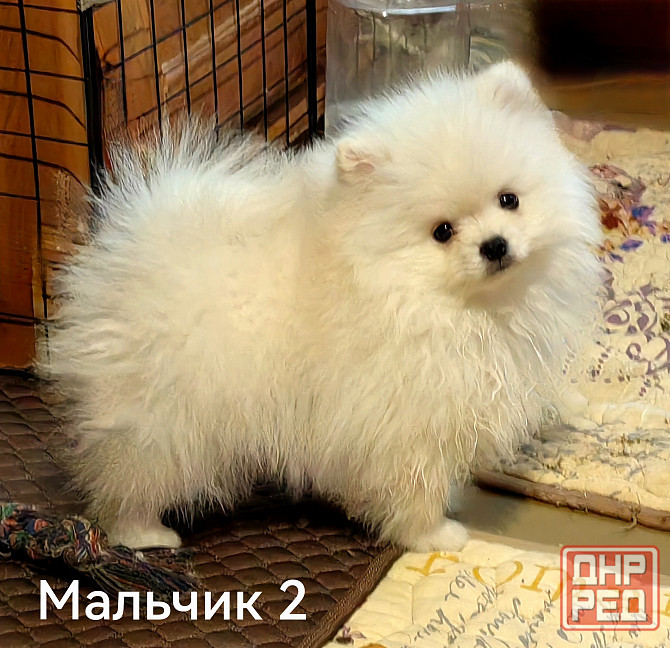 Мишки Донецк - изображение 1