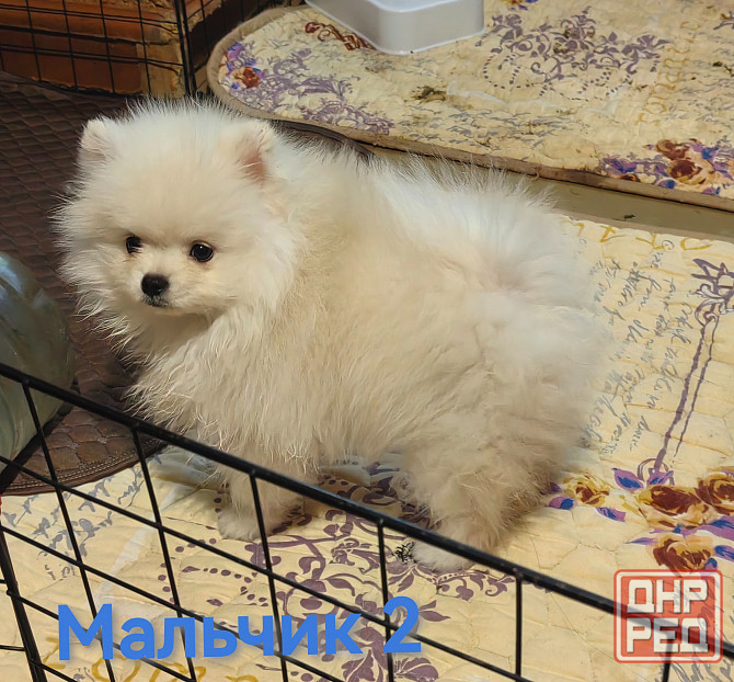 Мишки Донецк - изображение 3