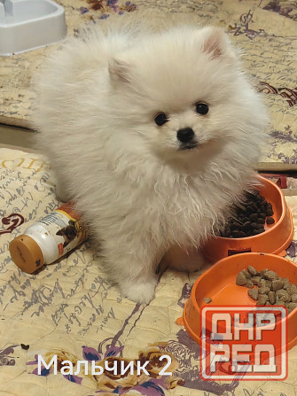 Мишки Донецк - изображение 4