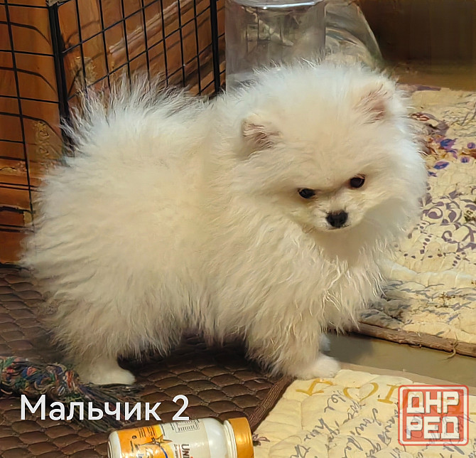 Мишки Донецк - изображение 2