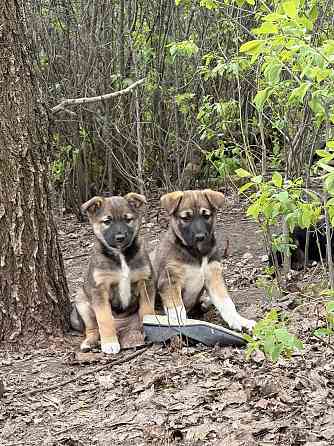 Предлагаются красивые щенки Донецк