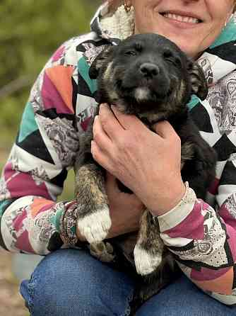 Предлагаются красивые щенки Донецк