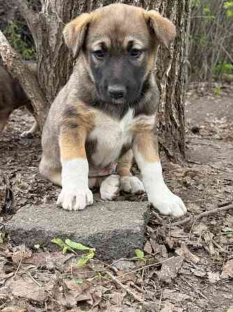 Предлагаются красивые щенки Донецк