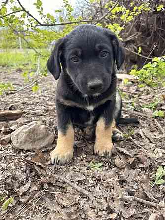 Предлагаются красивые щенки Донецк