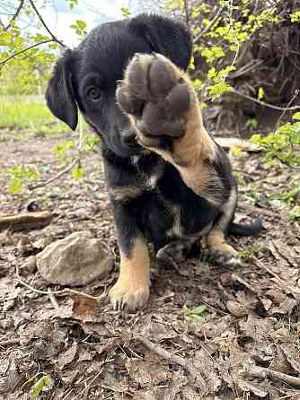 Предлагаются красивые щенки Донецк