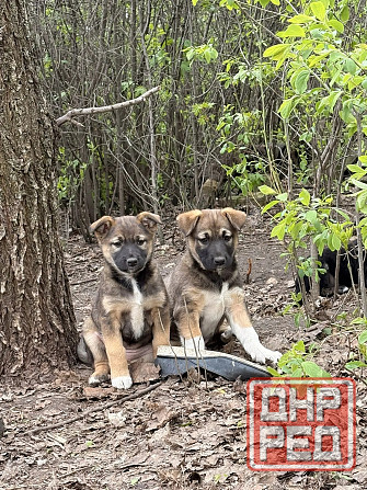 Предлагаются красивые щенки Донецк - изображение 1