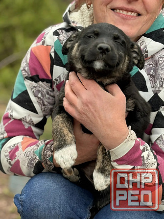 Предлагаются красивые щенки Донецк - изображение 3