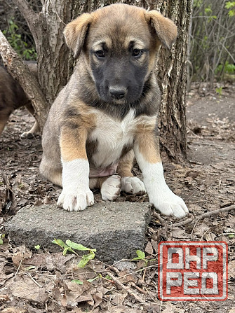 Предлагаются красивые щенки Донецк - изображение 2