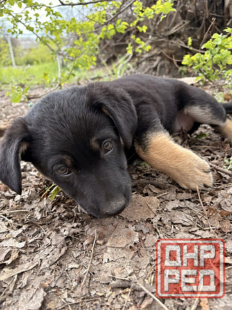 Предлагаются красивые щенки Донецк - изображение 7