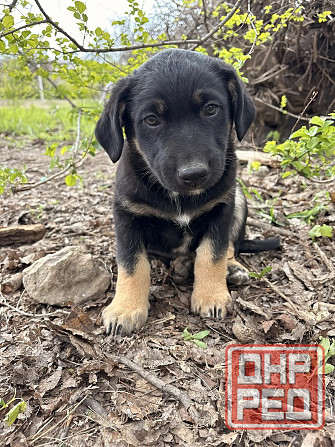 Предлагаются красивые щенки Донецк - изображение 5