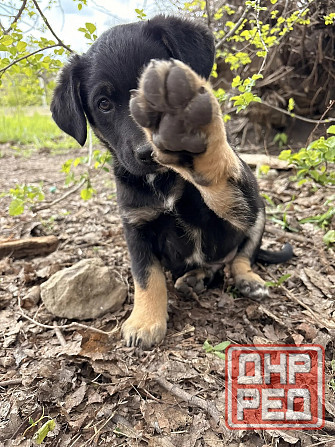 Предлагаются красивые щенки Донецк - изображение 6