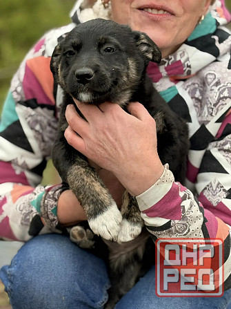 Предлагаются красивые щенки Донецк - изображение 4