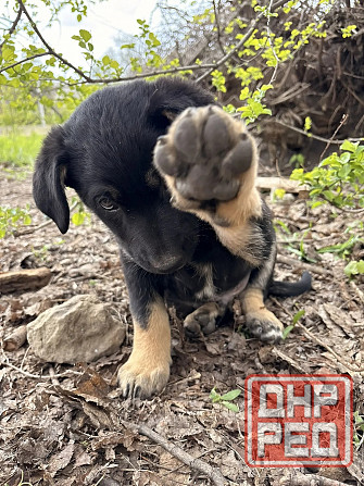 Предлагаются красивые щенки Донецк - изображение 8