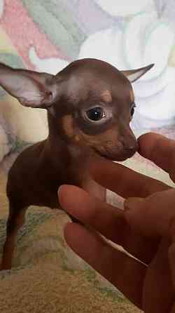 Щенок той терьера коричневый г.Донецк Донецк