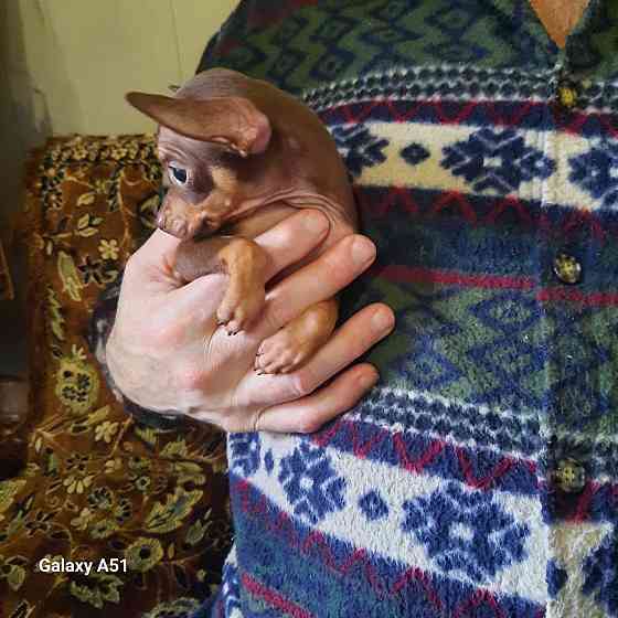 Щенок той терьера коричневый г.Донецк Донецк