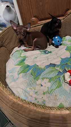 Щенок той терьера коричневый г.Донецк Донецк