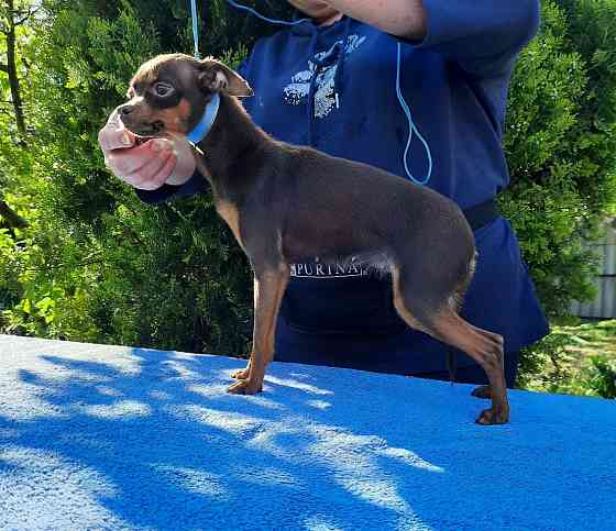 Щенок той терьера коричневый г.Донецк Донецк