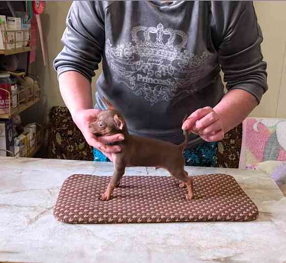 Щенок той терьера коричневый г.Донецк Донецк