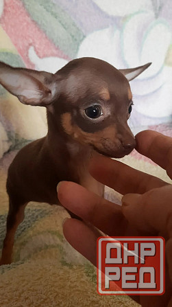 Щенок той терьера коричневый г.Донецк Донецк - изображение 1