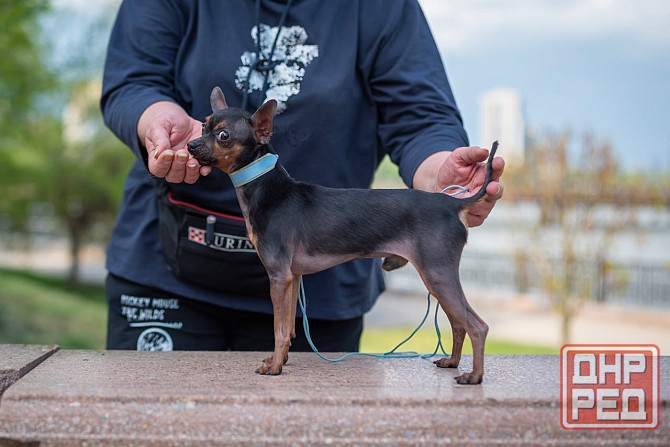 Щенок той терьера коричневый г.Донецк Донецк - изображение 8