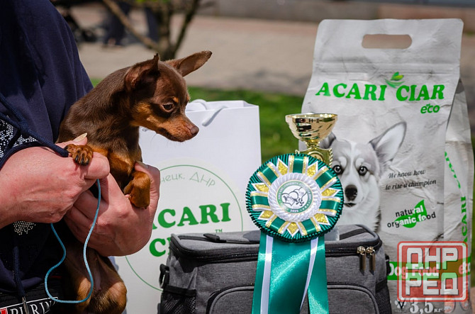 Щенок той терьера коричневый г.Донецк Донецк - изображение 5