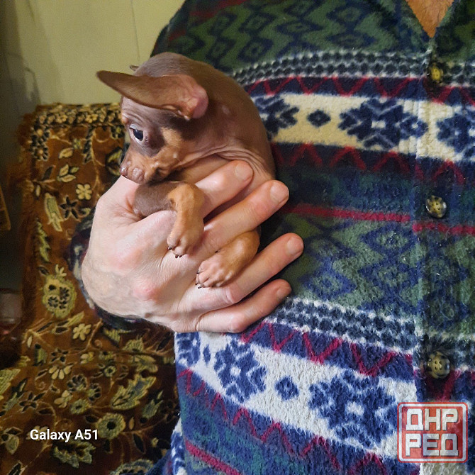 Щенок той терьера коричневый г.Донецк Донецк - изображение 4