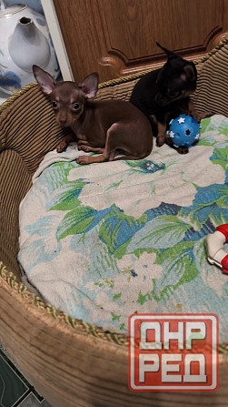 Щенок той терьера коричневый г.Донецк Донецк - изображение 3