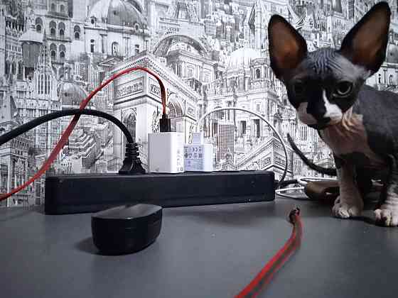 Волшебная девочка канадский сфинкс Макеевка