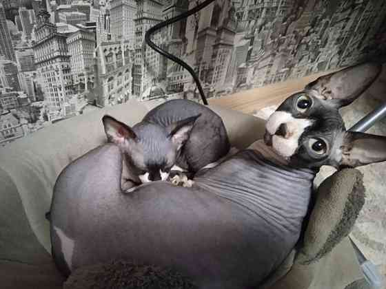 Волшебная девочка канадский сфинкс Макеевка