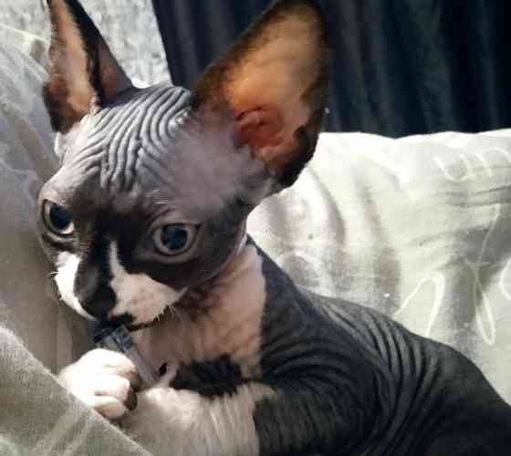 Волшебная девочка канадский сфинкс Макеевка