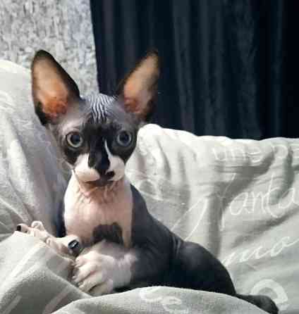 Волшебная девочка канадский сфинкс Макеевка