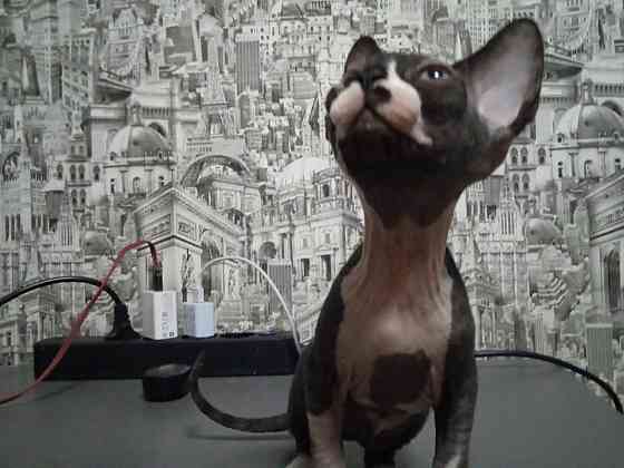 Волшебная девочка канадский сфинкс Макеевка