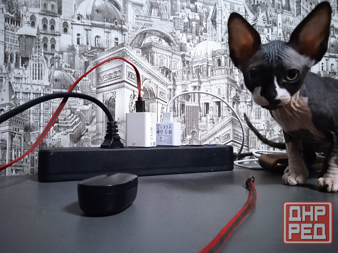 Волшебная девочка канадский сфинкс Макеевка - изображение 4