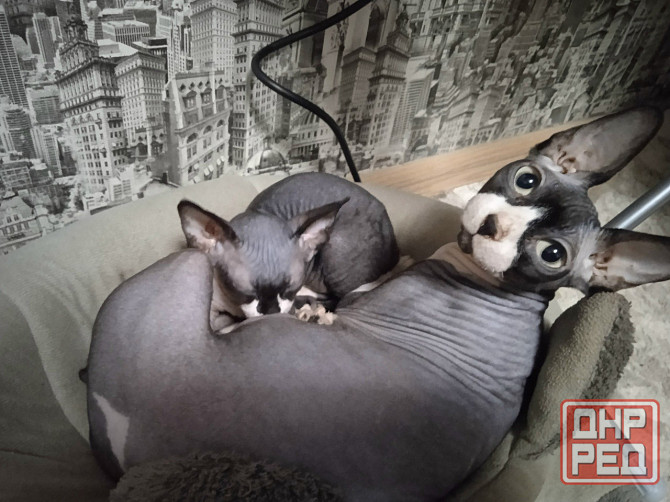 Волшебная девочка канадский сфинкс Макеевка - изображение 5