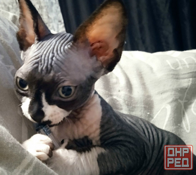 Волшебная девочка канадский сфинкс Макеевка - изображение 1