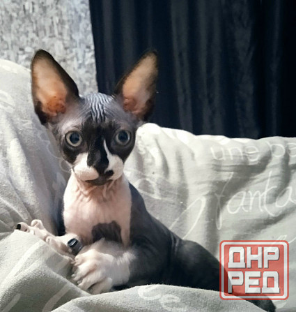 Волшебная девочка канадский сфинкс Макеевка - изображение 3