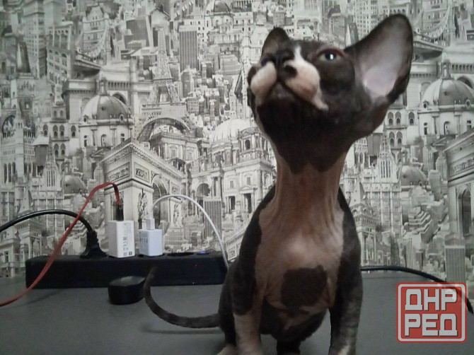 Волшебная девочка канадский сфинкс Макеевка - изображение 2