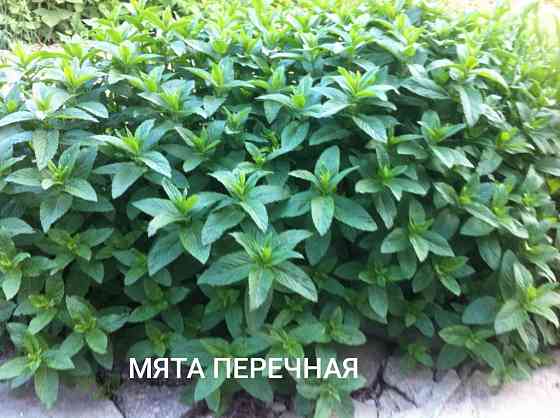Мята перечная Донецк