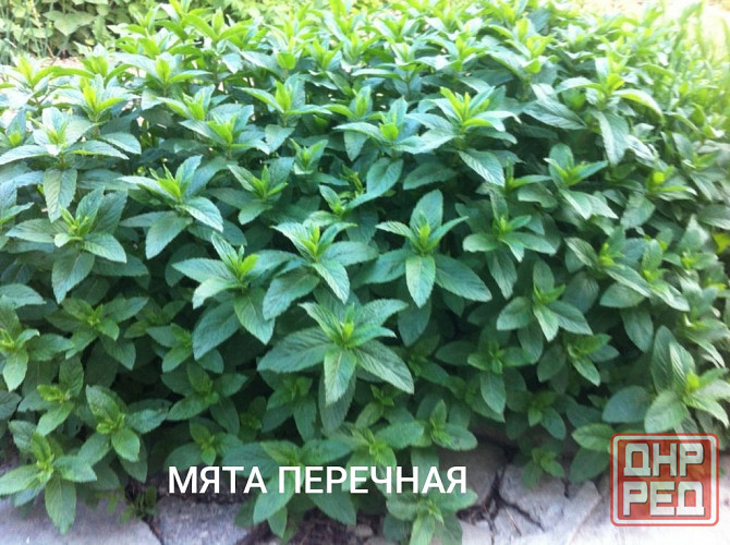 Мята перечная Донецк - изображение 1