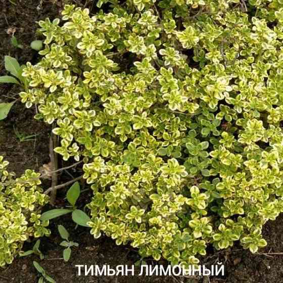 Тимьян лимонный ползучий Донецк