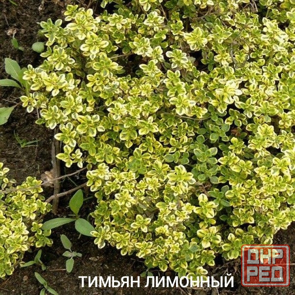 Тимьян лимонный ползучий Донецк - изображение 1