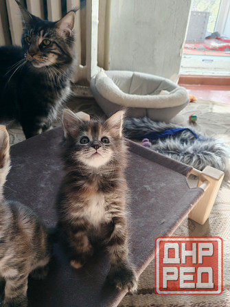 Котята Мейн Куна Донецк - изображение 3