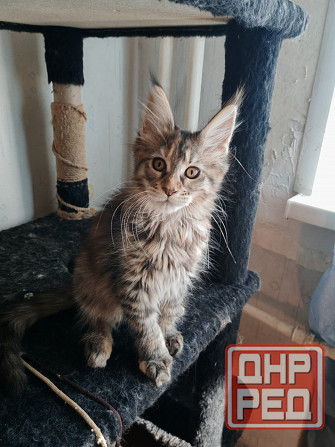 Котята Мейн Куна Донецк - изображение 1