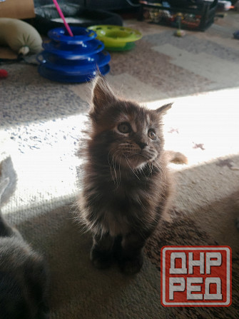 Котята Мейн Куна Донецк - изображение 5