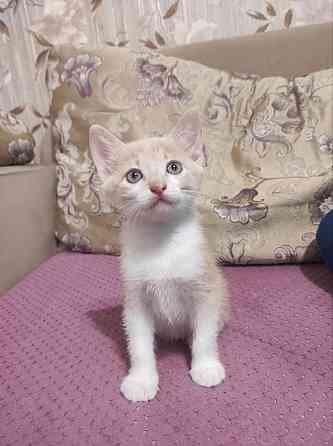 Котята в добрые руки Макеевка