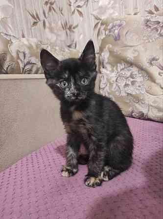 Котята в добрые руки Макеевка