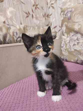 Котята в добрые руки Макеевка