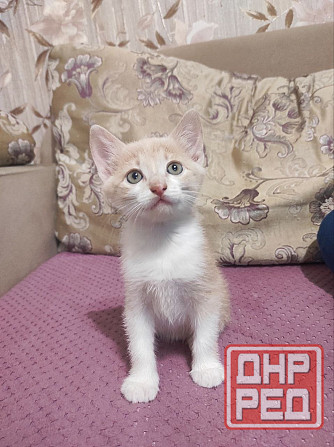 Котята в добрые руки Макеевка - изображение 1